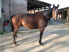 Hippy photos- chevaux etrier 069